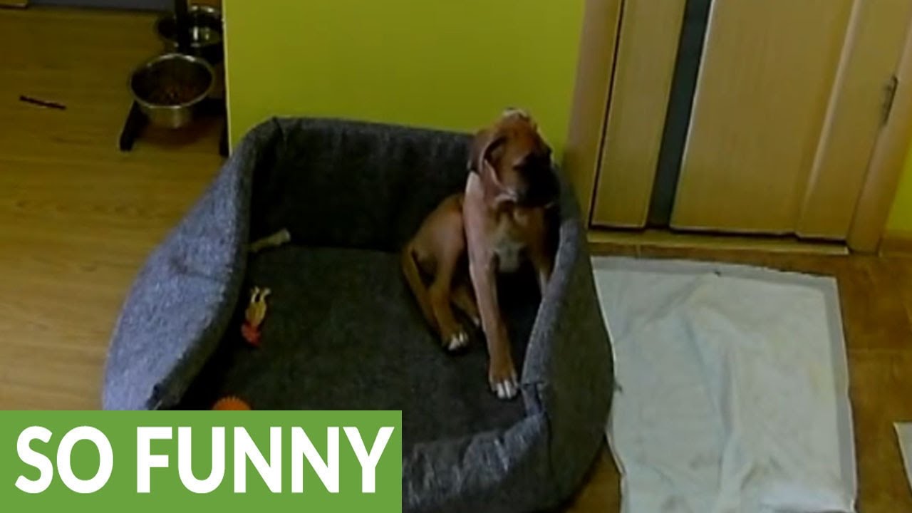 Documented Footage Of Boxer Puppy Left Alone All Day