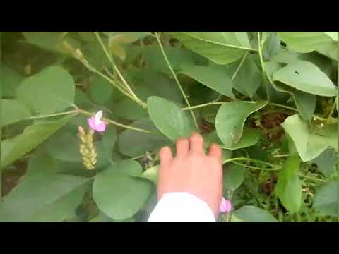 abako video ka,a vlog videos, abako video ka,a vlog videos,