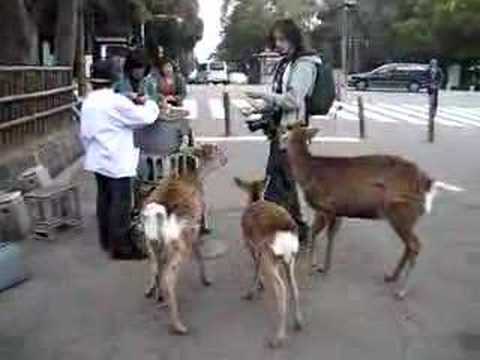 Me and my Japanese friend visited Nara prefecture to see TÅdai-ji "Eastern Great Temple". A truly awesome and memorable day. These apparently starving deers were all so anxious to wrap their lips round those delicious deer-biscuits. One even followed me up to some step where it attempted to even climb those precariously looking stone steps. Observe... I was trying to give that poor little deer some grub. ããã¸ãã§ãã­ã ãããããã­ãç§éã¯å¤ãã®æ¥½ããæãéããã