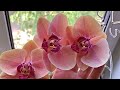 Влог. Кронштадт, прогулка с Юпкой, 9 мая, домашние орхидейные новости. Немного о трипсах.