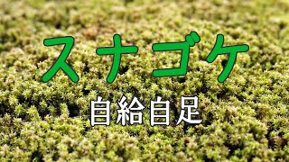 慢性コケ不足解消！来春用のコケストックを作る【キミのミニ盆栽びより】