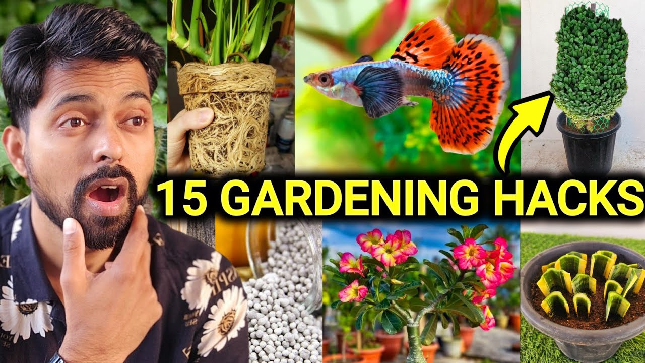 My 15 Gardening Hacks to Grow Plants, DIY Home Garden ideas (Part-6 ...