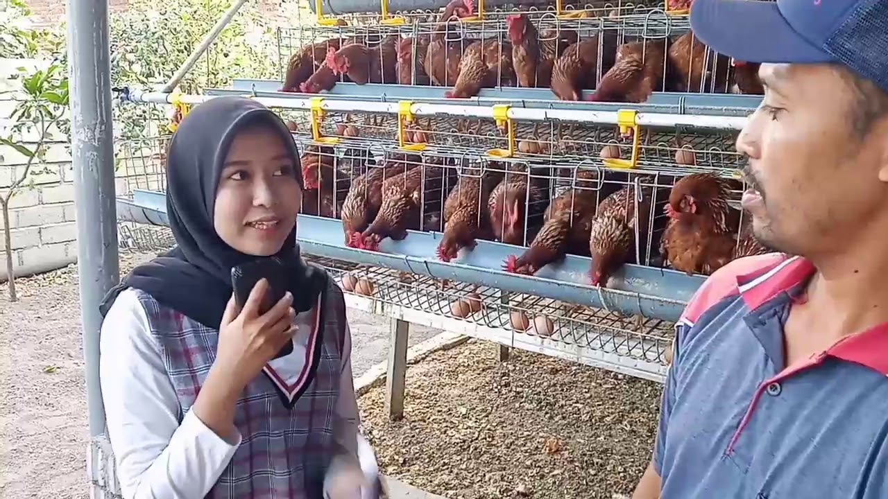 Kisah sukses peternak ayam petelur - YouTube