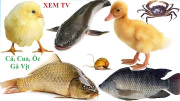 Cá Nước Ngọt - Gà - Vịt - Cua - Ốc
