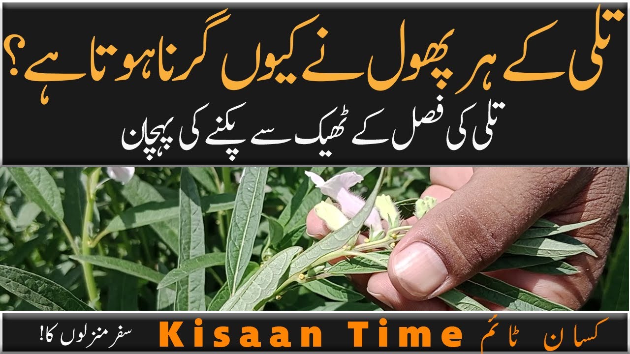 Til ki bimari Til ki fasal sesame crop Tili flower تلی کی فصل کی بیماریاں kisaan Time کسان ٹائم