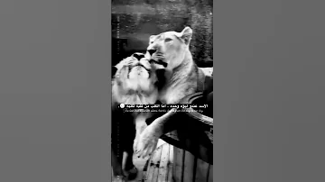 الاساطير الاسد يمتلك لبوة واحدة فقط اما الكلب من كلبة لكلبة 