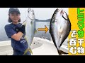 【釣×食】ヒラマサ釣って特大干物をつまみに一杯