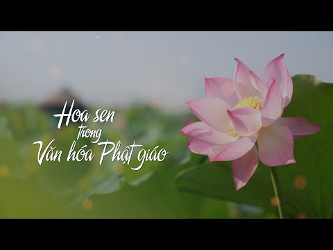 Hình tượng hoa sen trong văn hóa Phật giáo| VTV4