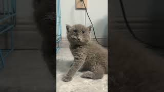 Retarded Cat