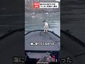 ボートに逃げてきたペンギンさんを仲間のもとへ