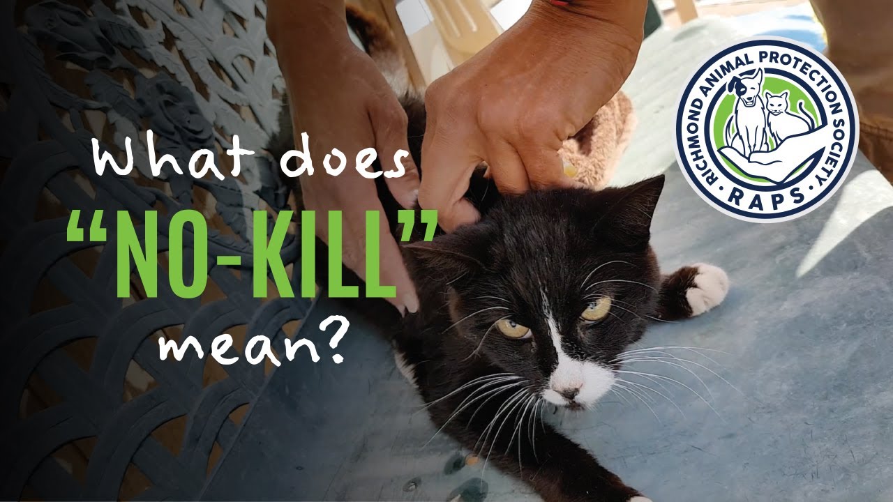 cats inn What does “NO-KILL” mean?