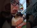 #cat #love #catlife #Joker #siamese #thaicat #cutecat #cuddles #pet #kiss #catkiss #shorts #kot