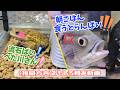 【福岡方言アフレコ】朝ごはんを貰っていない魚たち！はたして朝ごはんにたどり着けるのか！？／完璧に仕事をこなすべた川さん！おちおちしていられないケロ山課長は…／他