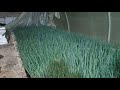 الزراعة المائية الزراعة العائمة زراعة البصل