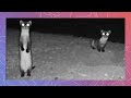 Endangered Black-Footed​ Ferrets Emerge At Night