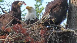 Bald eagle parent feeding growing baby