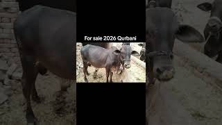 #Beautifull Cow Bull animal #All animals information video #Funny video for animals #cattleworld