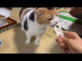 【三毛猫】すごく美味しいおやつをもらったミケ（2025年6月27日）