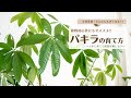 【植物初心者にもオススメな人気のパキラ】すくすく元気に育てる基本とコツ