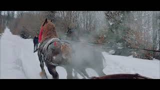 Caii din Bucovina, Straja! Romanian horses