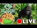 Birth of Our Gregarious Gorilla Babies!! 🦍 The Great Esc(ape) Special • Daily Planet Zoo • Day 13