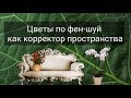 ЦВЕТЫ ПО ФЕН-ШУЙ КАК КОРРЕКТОР ПРОСТРАНСТВА