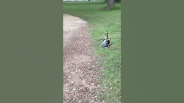 Humongous Spider 🕷 WEBS 🕸 a dragonfly
