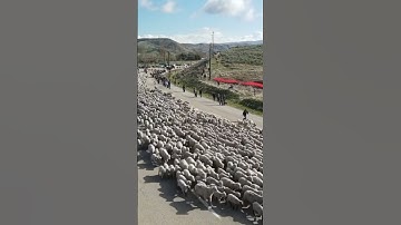 Mass sheep herding 🐑 Teamwork makes the dream work 👏 | 🎥TMX #shorts #sheep #farming #drone