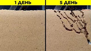 Удивительные Вещи, Которые Вы Не Видели. Часть 27