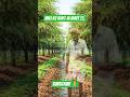 Imli farming #storytellingwithai#storytellingyoutubeshorts#facts#shortsfeed#viralshorts#farming