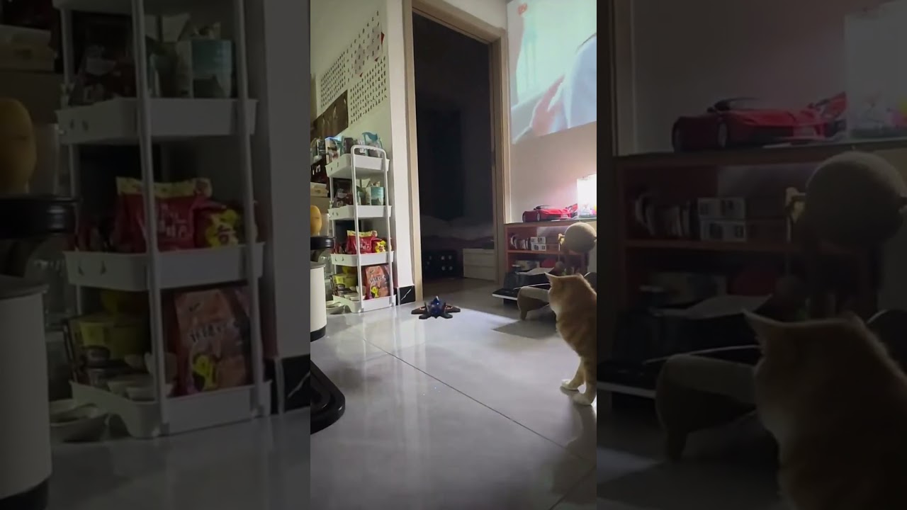 Cat Hits Flying Drone