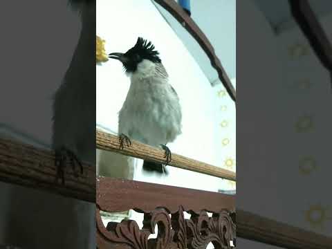 100% Ampuh Untuk Masteran (suara kutilang ribut)