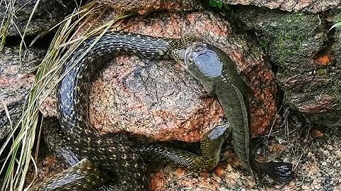 Unbelievable Fishing Technique - Use A Snake To Catch Fish In A Pit Deep In The Ground