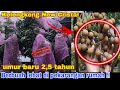 MANTAP Kelengkeng New cristal berbuah lebat di depan rumah ! | rasa Kelengkeng new cristal