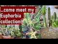 My EUPHORBIA Succulent Plants Collection A Quick Fly By Introduction Euphorbia Succulents My EUPHORBIA Succulent Plants Collection A Quick Fly By Introduction Euphorbia Succulents