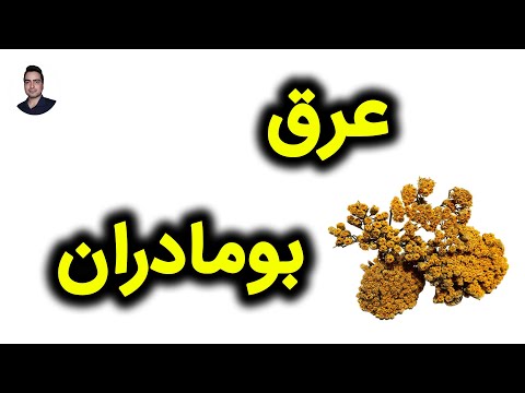 عرق بومادران چه خواصی دارد عرق بومادران برای معده و