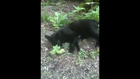 Jiji Discovers Fresh Catnip in the Garden