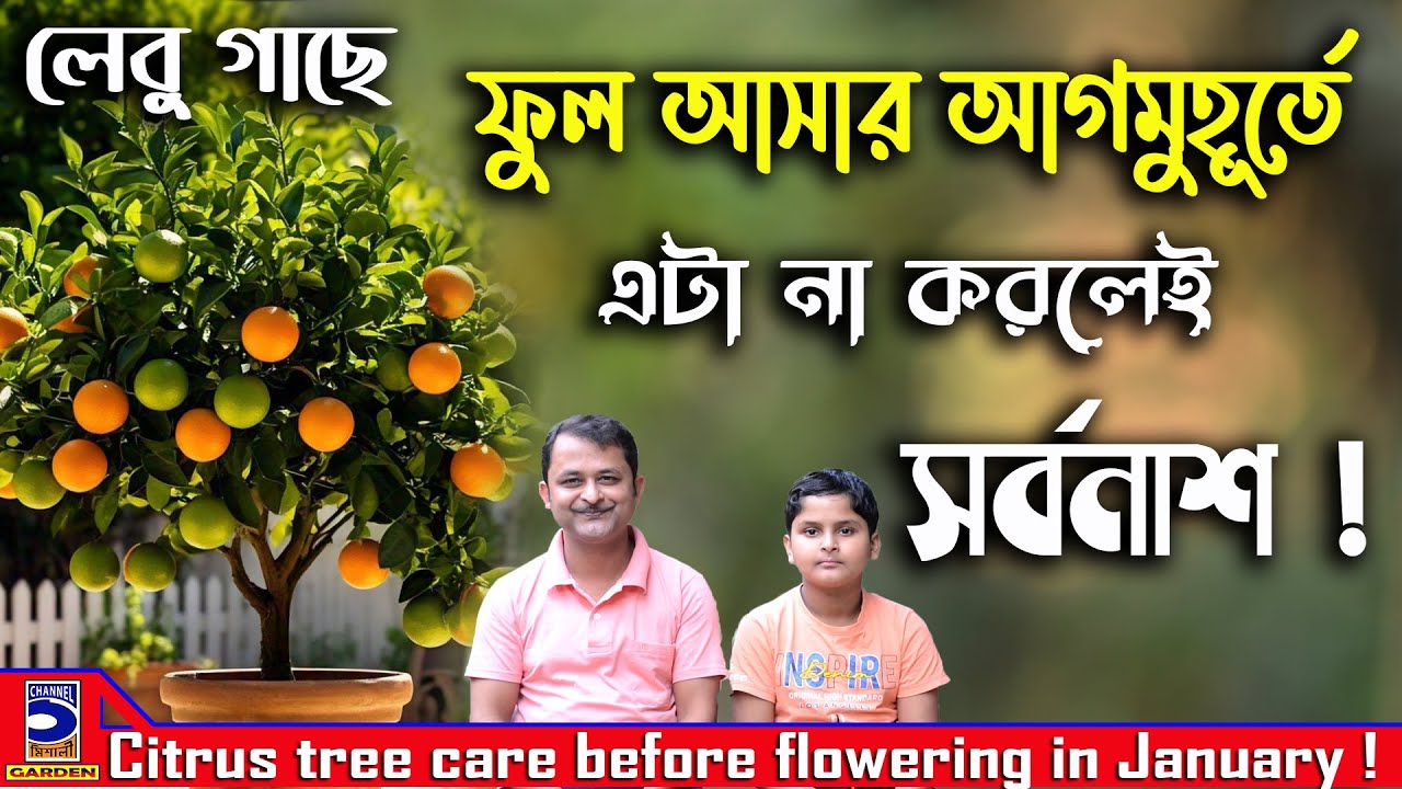 লেবু গাছে ফুল আসার আগমুহূর্তের পরিচর্যা ! Citrus tree care before flowering in January !