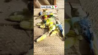 Love Birds Breeding shorts pets parrots cute