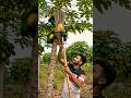 🥭 Papaya Harvesting Ka Amazing Tarika 😲 | Desi Fruit Picking Machine #Shorts