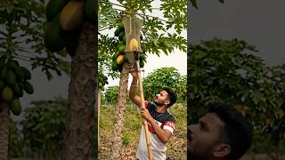 🥭 Papaya Harvesting Ka Amazing Tarika 😲 | Desi Fruit Picking Machine #Shorts
