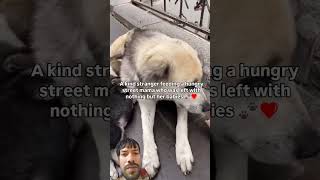milk feeding hungry babies#viral#like #pets#funny#dog#cute#funnycute #labrador#enjoy#dog#besties