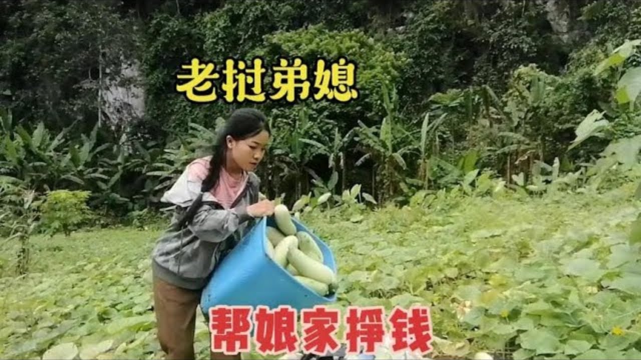老挝弟媳帮娘家摘黄瓜拿去卖，一天就卖了100多万#老挝杨瓦梦#日常生活#vlog