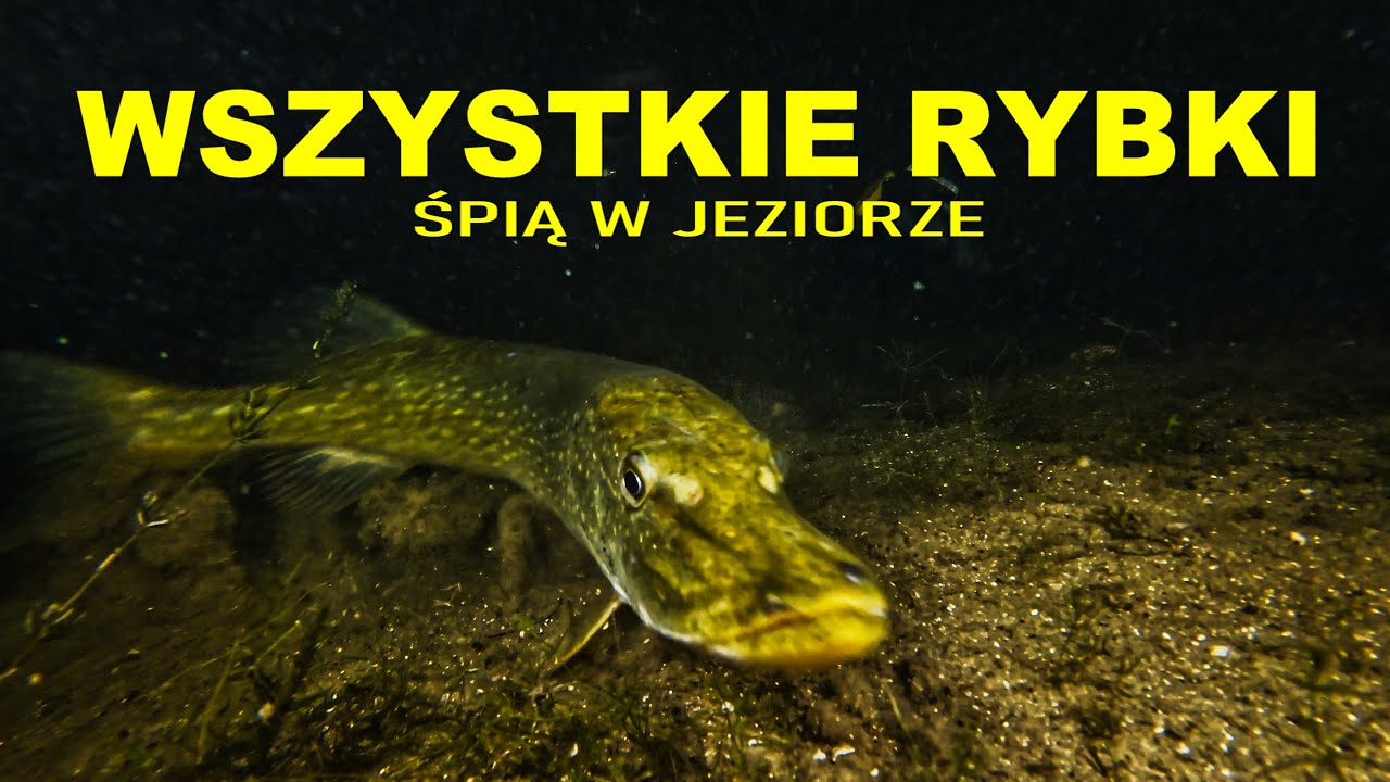 NURKOWANIE 24.06.2024 JEZIORO MORZYCKO