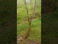 Dry creek , cut tree🌲 #campimg #fishing #outdoor #stonemining #stonework #stonebath