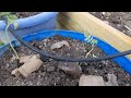 Automatic pond fed gravity feed garden watering sketchy setup.