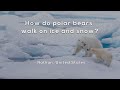 How do polar bears walk on ice and snow?