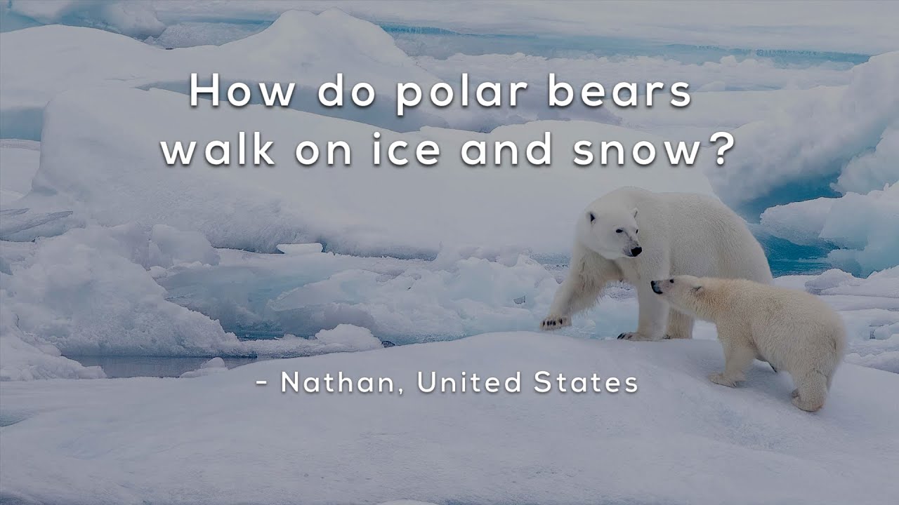 How Do Polar Bears Walk On Ice Without Slipping