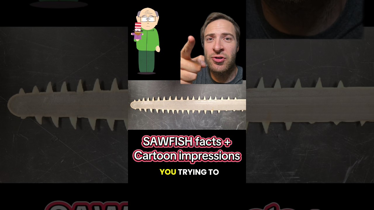 Факты о рыбе-пиле с мистером Гаррисоном (впечатления)