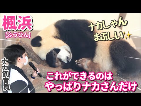 【パンダアイドル楓浜】ナカ飼育員が何度もアナウンス🐼これでふうちゃんを守ってくれているんだね♡